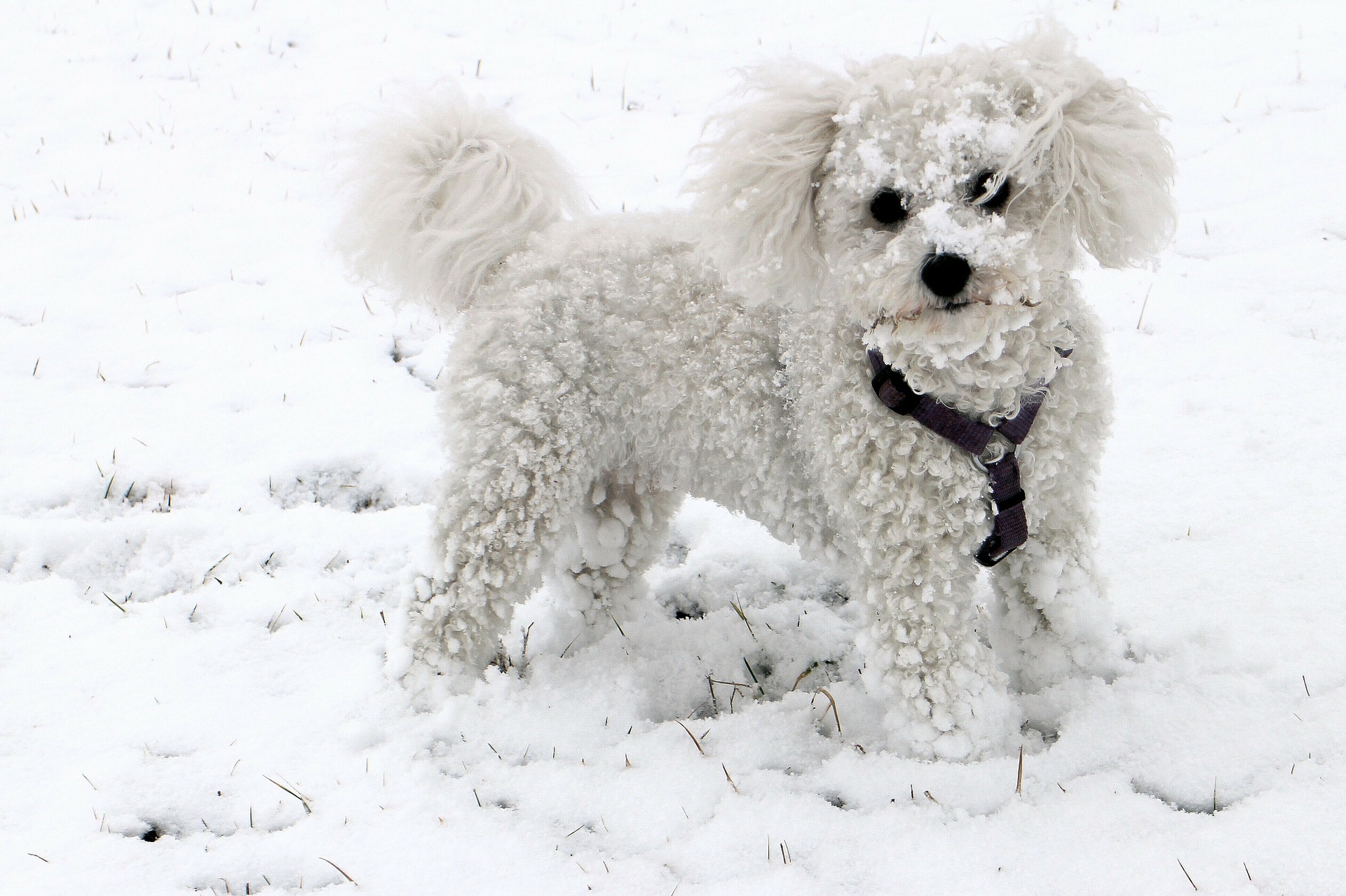 A small white poodle covered in snow, standing in a snowy landscape.