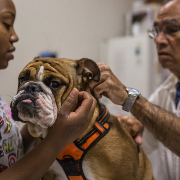 How To Check Your Pet's Vitals