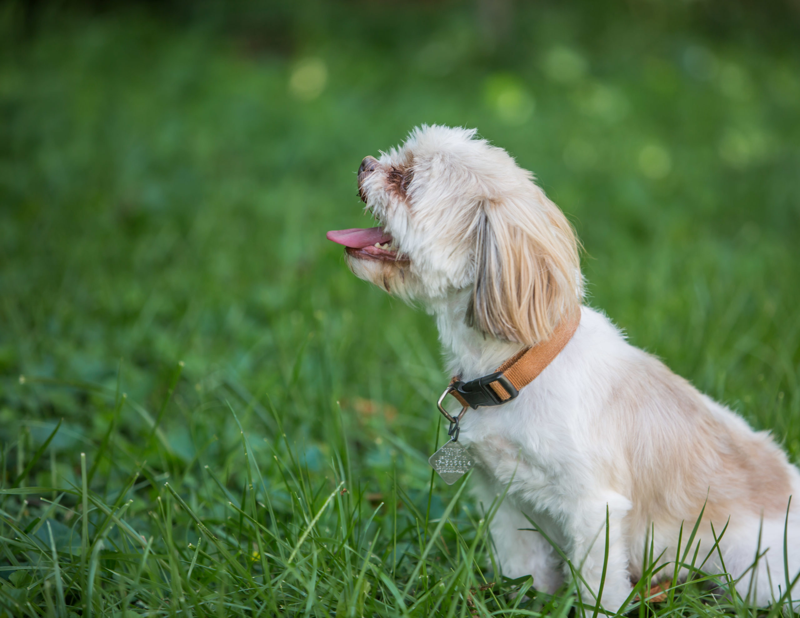 common garden dangers for your dog