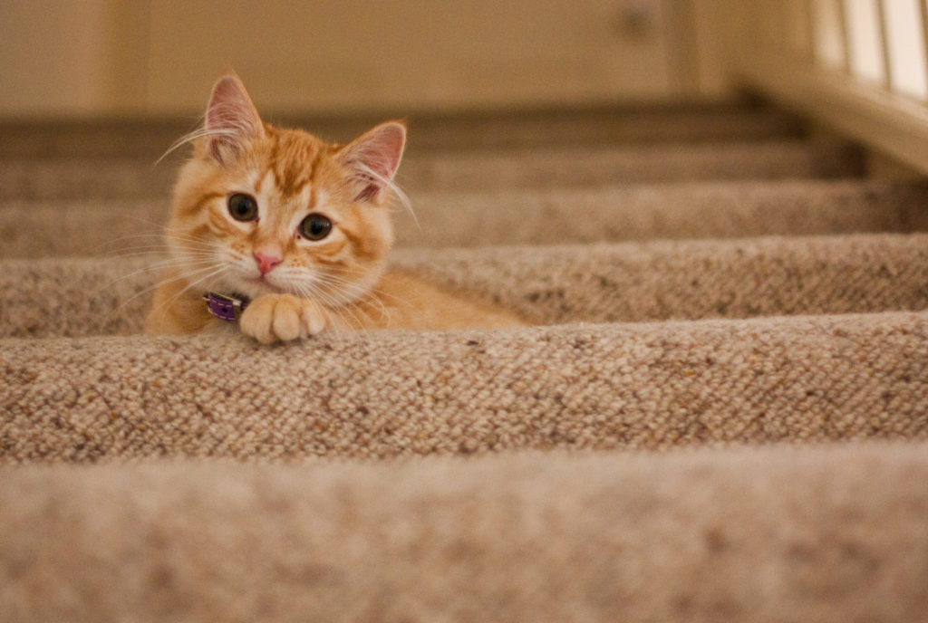 seasonal allergies in cats and dogs