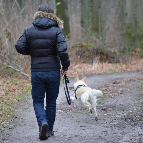 How You And Your Dog Can Stay Active