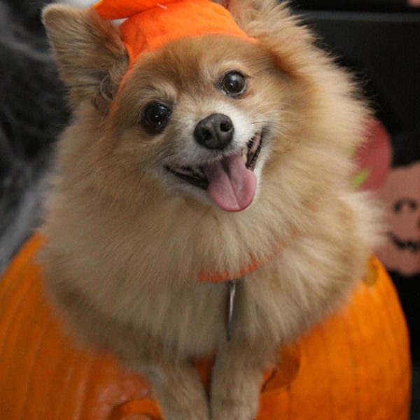 halloween costume ideas for dogs and cats