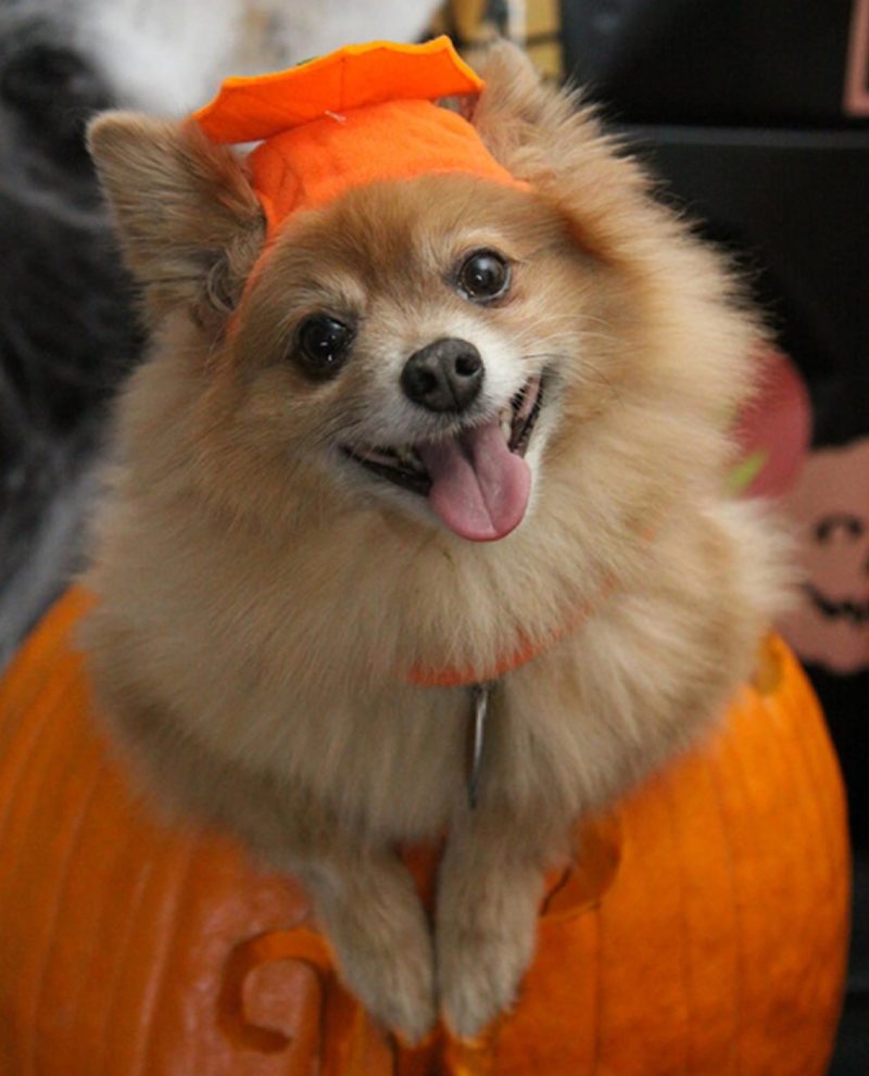 halloween costume ideas for dogs and cats