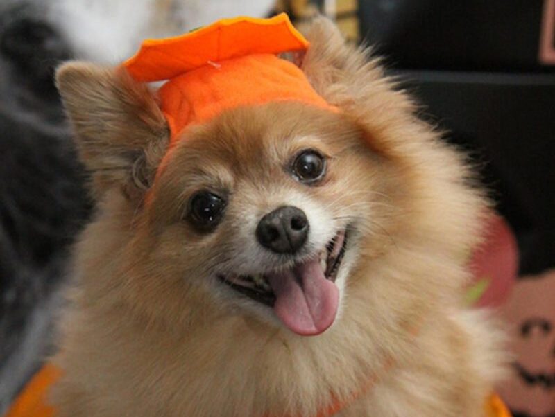 halloween costume ideas for dogs and cats