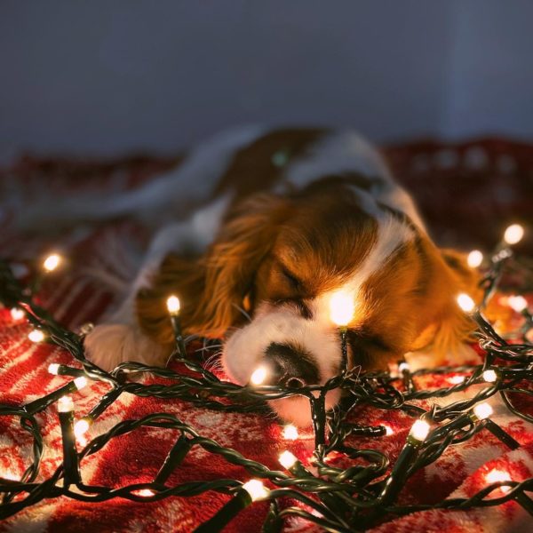what to get your pet for Christmas