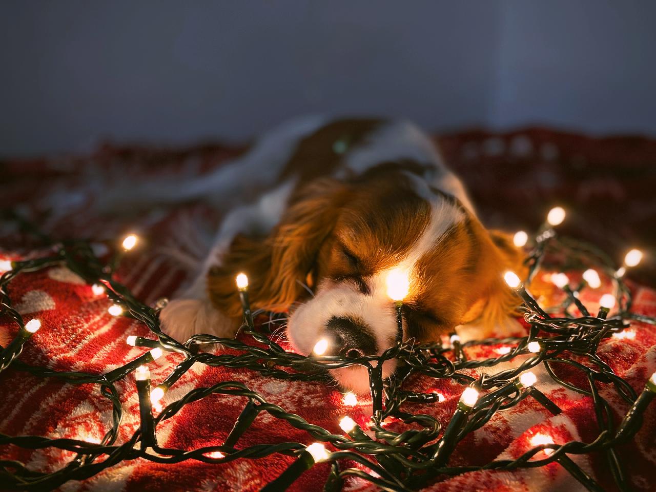 what to get your pet for Christmas