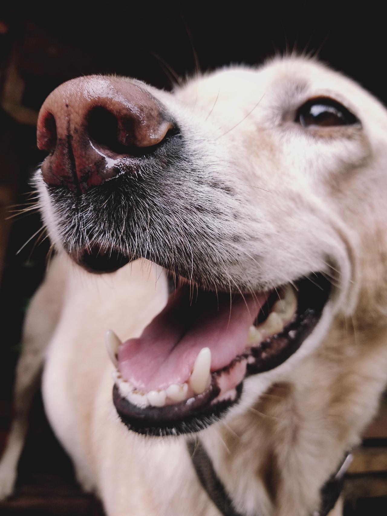 Dental Hygiene For Your Pet