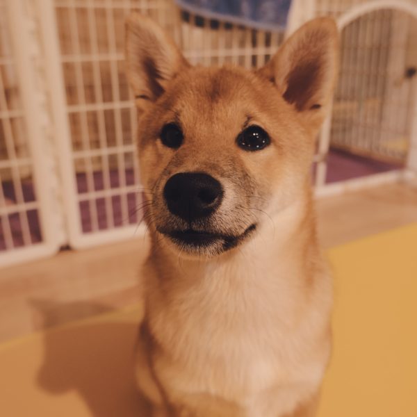 Boarding Your Pet