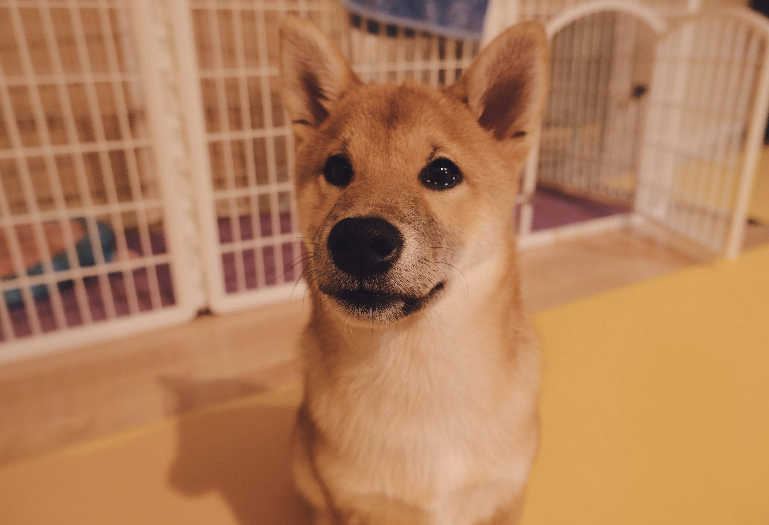 Face vet clinic best sale hours
