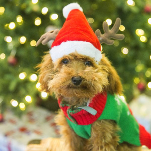 pet gift guide