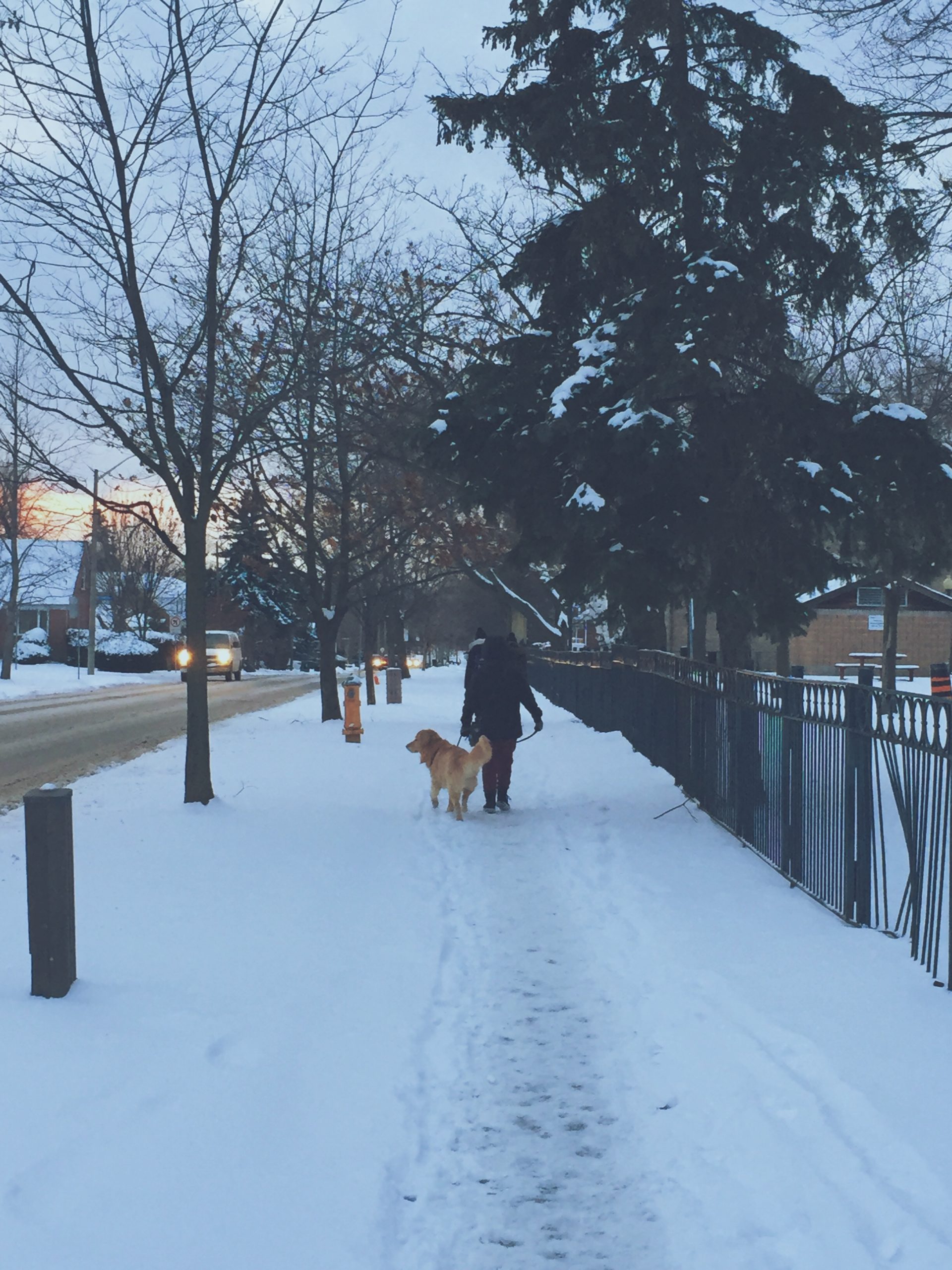 walk your dog