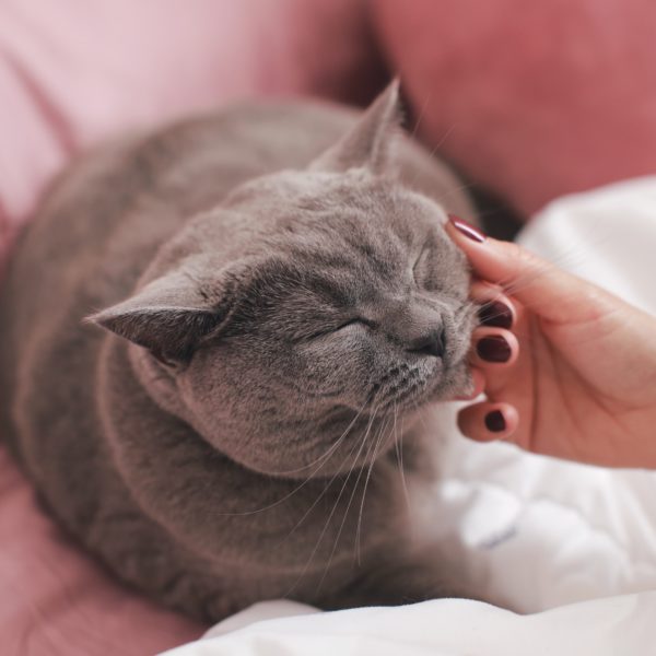 Content gray cat with closed eyes enjoys the caress from it's owner.