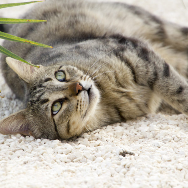 A cat lying down on white stone gravel with a palm leaf in the corner