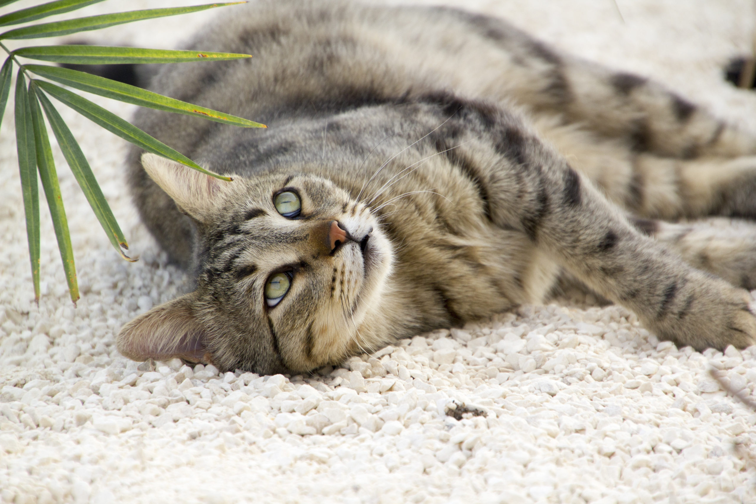 A cat lying down on white stone gravel with a palm leaf in the corner