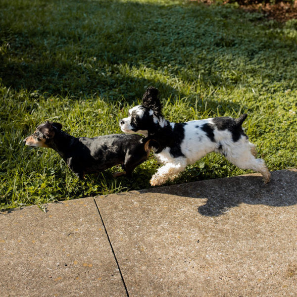 Two dogs near the sidewalk: a black daschund in front and a black and white cocker spaniel following.