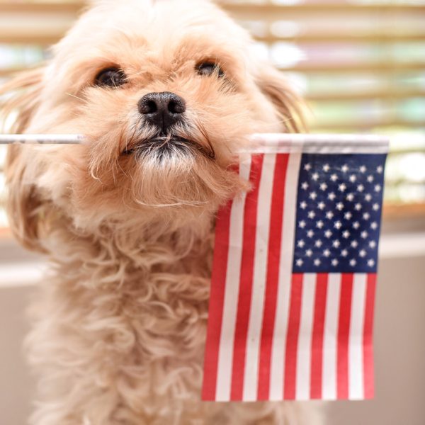 An adorable canine displaying patriotism by carrying an American flag.