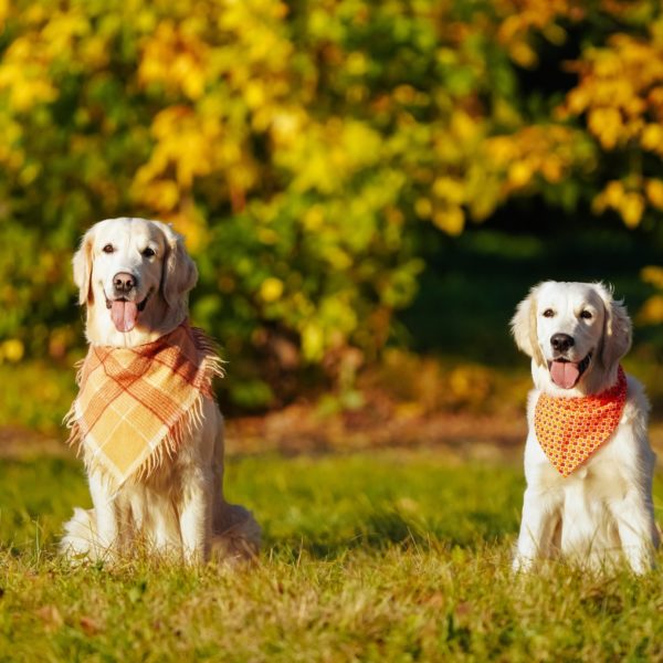 Two dogs sitting in grass wearing bandanas.