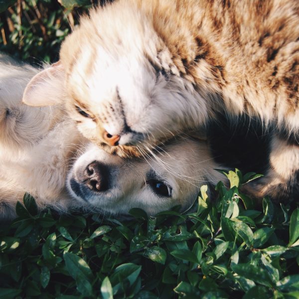 Caudle Vet Clinic | Blog - Pet Safety - Tips - Pet Health Caudle Vet Clinic | Blog - Pet Safety - Tips - Pet Health