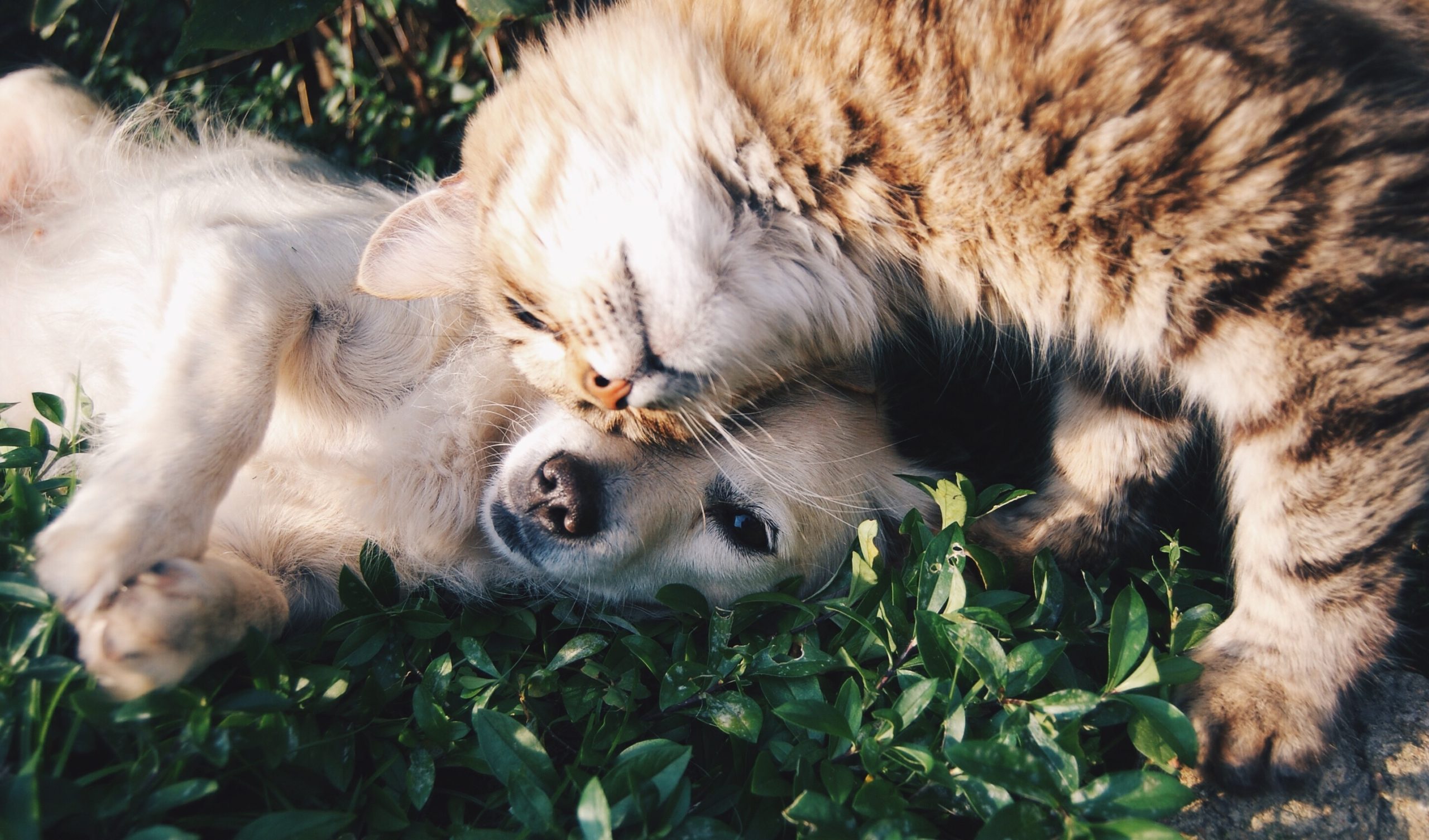 Happy cat laying on dog in grass, both enjoying a peaceful moment together.