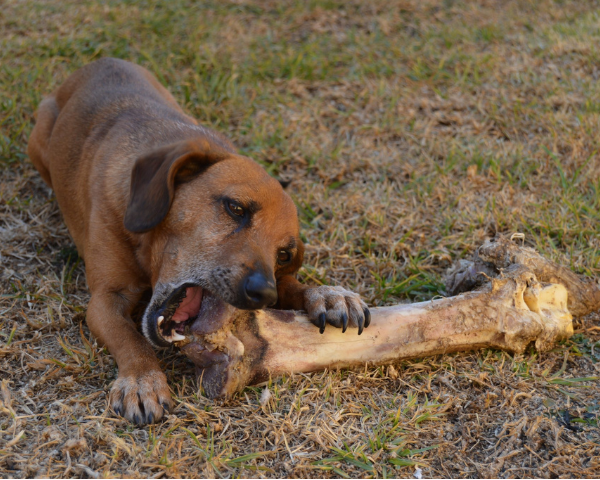 A brown dog happily gnawing on a large bone in the lush green grass.