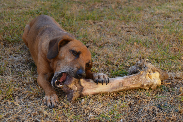 A brown dog happily gnawing on a large bone in the lush green grass.
