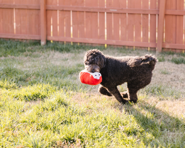 A black doodle dog happily carries a red stuffed toy in its mouth, displaying its playful nature and love for fetching objects.
