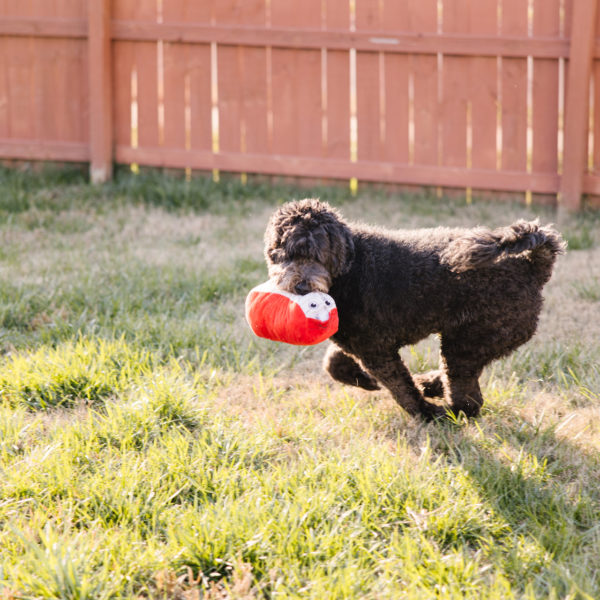 Black dog playing with toy in the grass