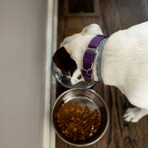 Dog with dog food ingredients in bowl