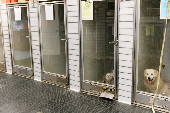 A dog sits in an open kennel with a glass door at a boarding facility. An adjacent kennel holds a tiny dog with two empty kennels on the other side.