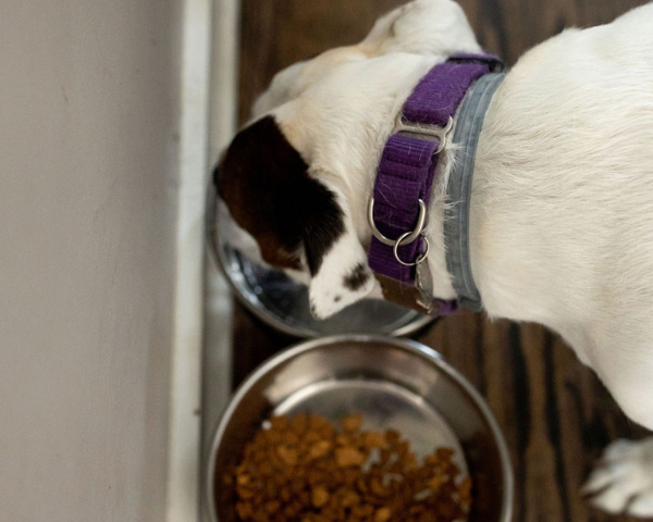 A dog happily drinking water in a bowl next to a bowl of food on the floor