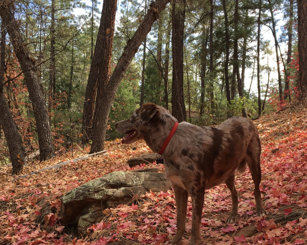 A young dog with a red collar in the woods during the fall season. Reddish orange leaves decorate the forest floor.
