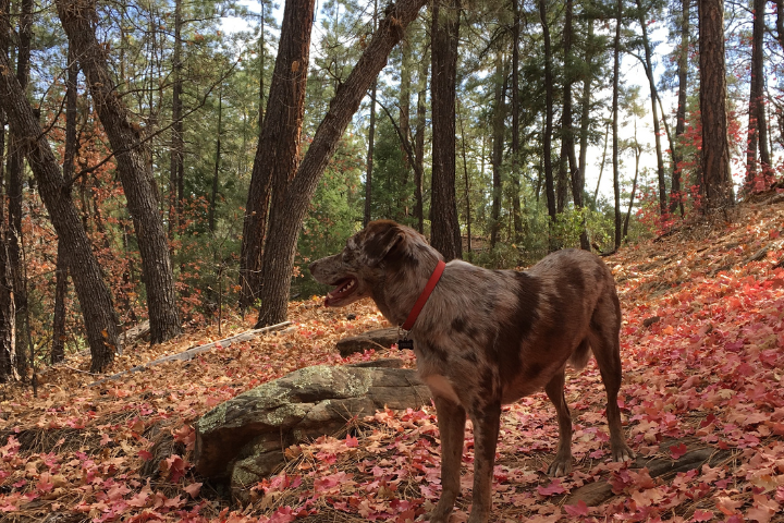 A young dog with a red collar in the woods during the fall season. Reddish orange leaves decorate the forest floor.