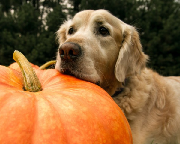 An adult golden retriever resting their chin on a large pumpkin.