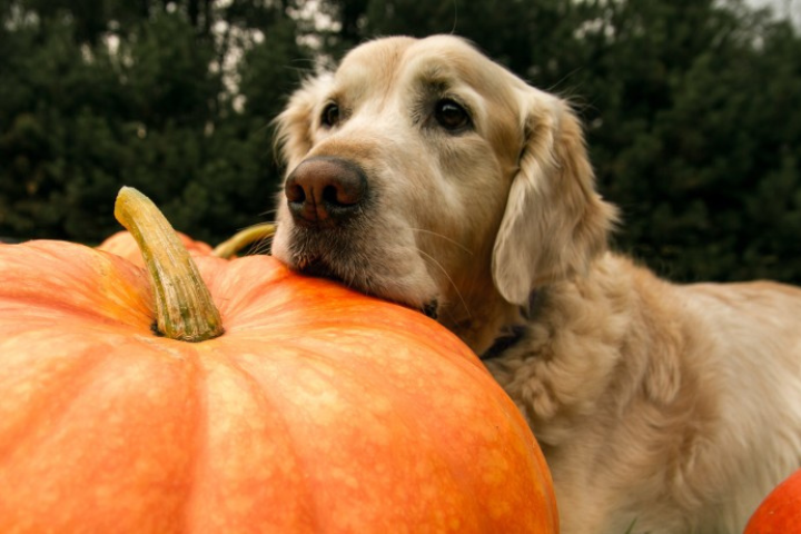An adult golden retriever resting their chin on a large pumpkin.