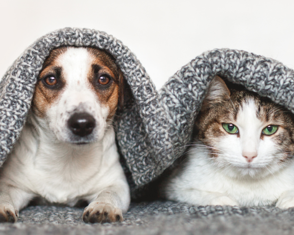 A tan and white cat and dog huddled under a grey blanket.