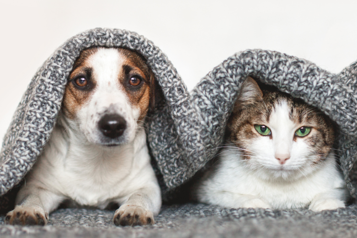 A tan and white cat and dog huddled under a grey blanket.