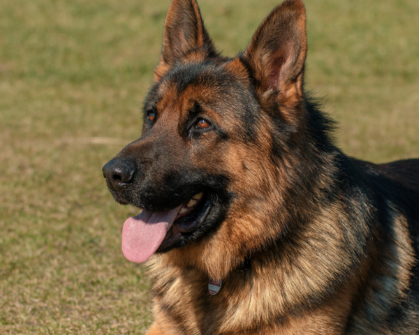 Pet Health Issues