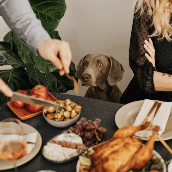 Dog at the thanksgiving dinner table