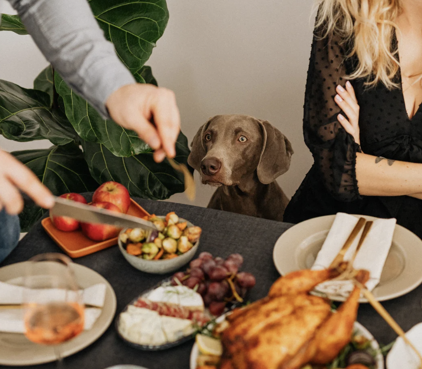 Dog at the thanksgiving dinner table