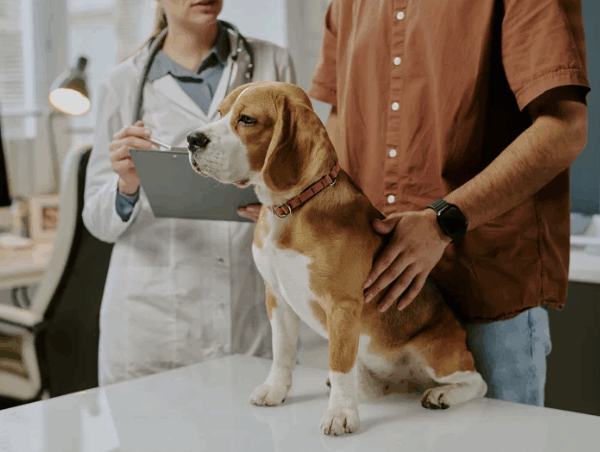 Dog at vet