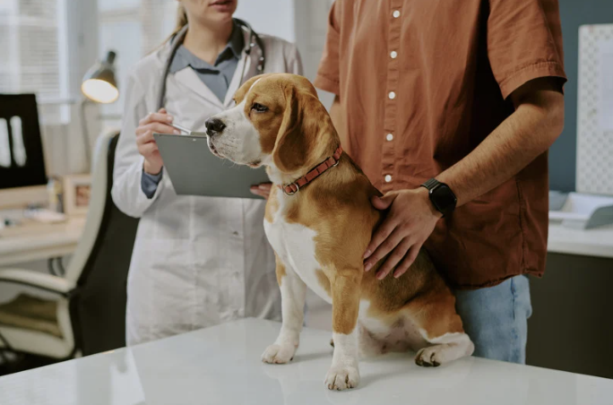 Dog at vet