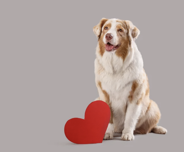 Valentine's Day Pet