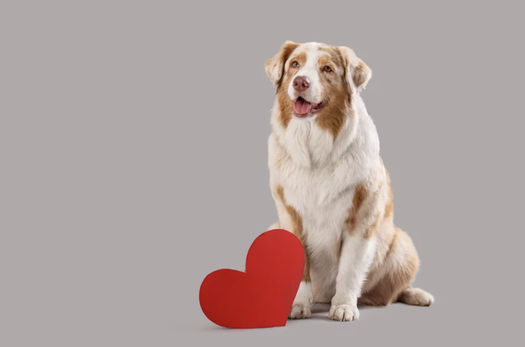 Valentine's Day Pet