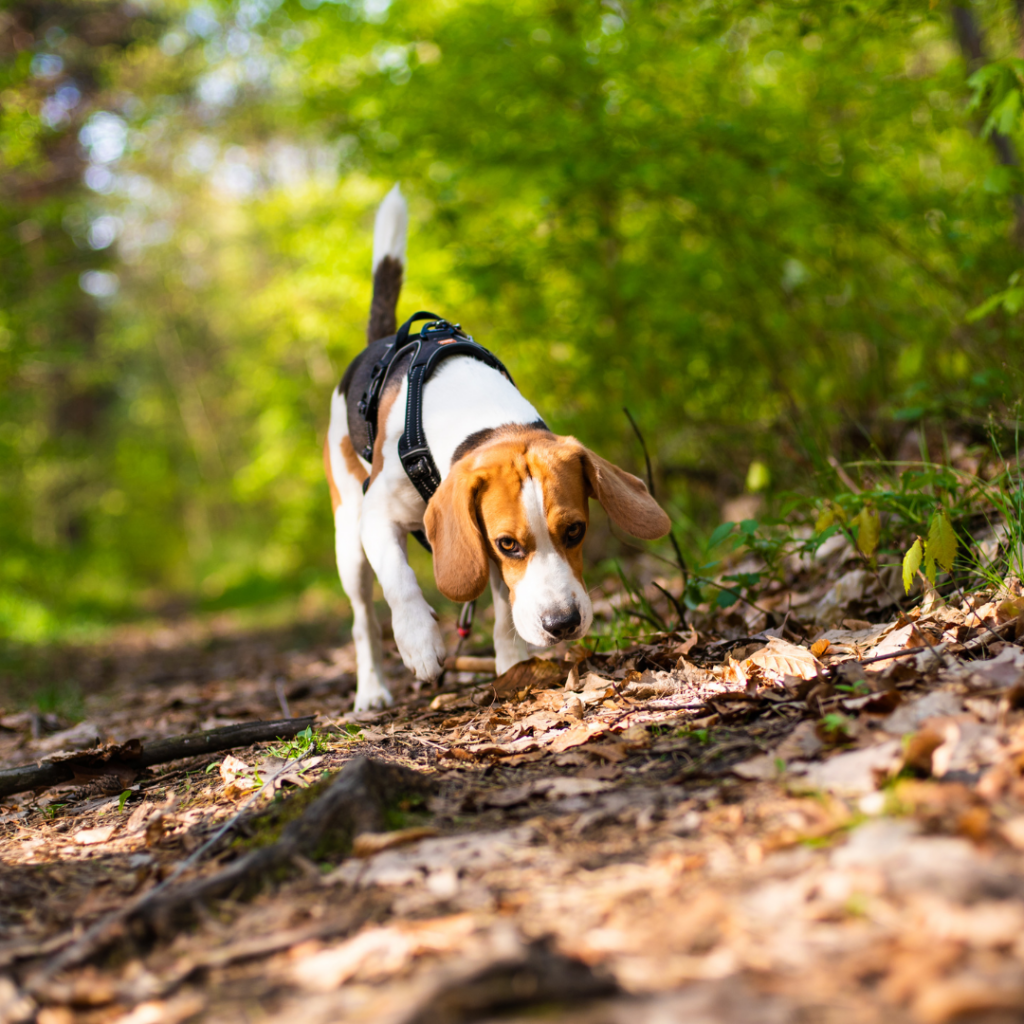 A beagle in a harness sniffing leaves on a trail, showing the importance of pet mental stimulation and outdoor exercise.