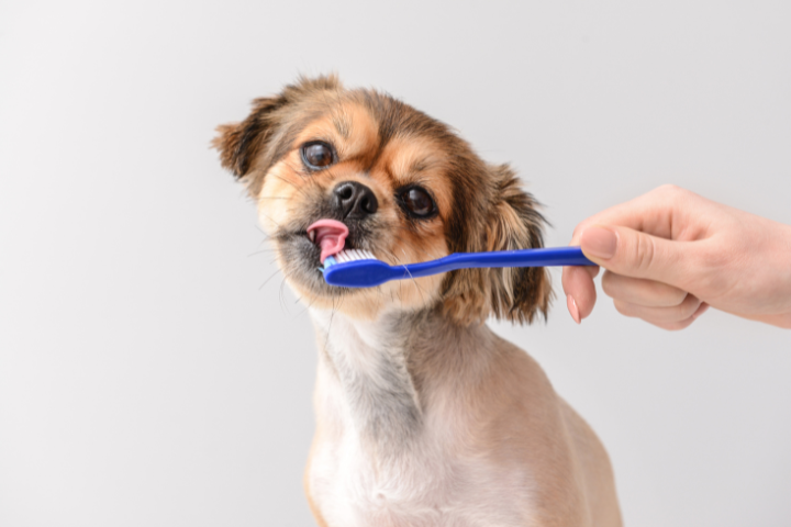 Dog getting teeth brushed